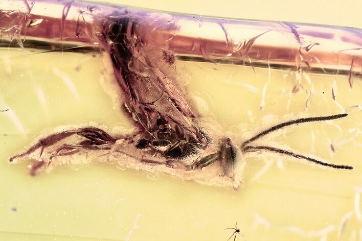 Detailed Fossil Parasitoid Wasp (Metopiinae) In Baltic Amber #357740